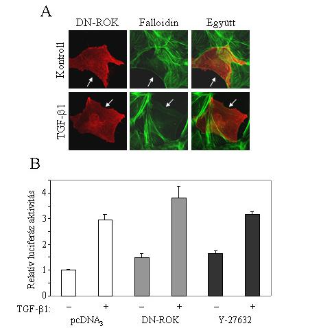 Ezzel ellentétben a DN-ROK-t expresszáló sejtekben a TGF-β kezelés nem okozott stresszrost összeépülést (17. ábra A). 17.