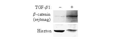 festettük meg. Megfelelően a Rho aktivációjának, a TGF-β1 kezelés konfluens tenyészetben is stresszrostok megjelenését váltotta ki. (27. ábra C) IV.