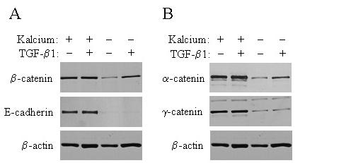IV.7.1 TGF-β1 szelektíven megakadályozza a β-catenin lebomlását kalciummentes médiumban Kísérleteinkben megfigyeltük, hogy kalciummentes közegben az E-cadherin expresszió szintje csökken (24.
