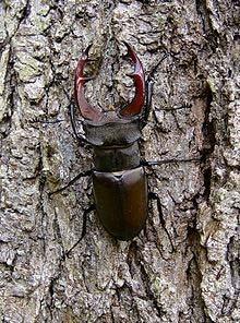 30 3. ábra: Nagy szarvasbogár Lucanus cervus (https://en.wikipedia.org/wiki/lucanus_cervus) A mogyorós pele (4. ábra) feltűnően nagy fekete szemű, aprócska rágcsáló.