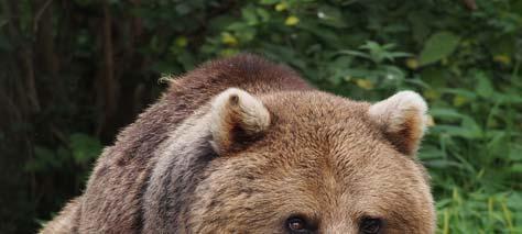 36 9. ábra: Európai barnamedve (Ursus arctos arctos) (https://en.wikipedia.org/wiki/eurasian_brown_bear) Vannak tapasztalatok az európai bölény (10. ábra) visszahonosításával kapcsolatban is.