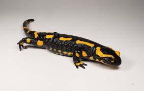 43 14. ábra: Foltos szalamadra (https://en.wikipedia.org/wiki/fire_salamander) Aa Aquila pomarina (békászó sas - 15. ábra) kb. 60 cm hosszú, szárnyfesztávolsága 150 cm.