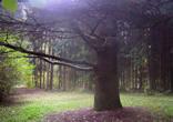 Ha felkapaszkodunk Ágasvárra, onnan szép kilátás nyílik a Csörgő-patak völgykatlanára. Tuzson Arborétum Fenyvespusztán található a Tuzson-arborétum. Nevét dr.