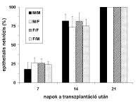 sának mértéke (epithelialis nekrózis) sem különbözött az állatcsoportok között a fenti időpontokban eltávolított trachea allograftokban (2. ábra). 2. ábra. Az epithelialis nekrózis az allograft tracheákban a 7.