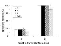 5. ábra. Az epithelialis nekrózis az allograft tracheákban a 7. és 21. napon leölt állatokban. *p<0.05 vs. vehiculummal kezelt állatok c 6. ábra. Vehiculummal (a), bosentannal (b), ramiprillal (c) és bosentan + ramiprillal (d) kezelt patkánytrachea allograftok keresztmetszeti képe a 21.