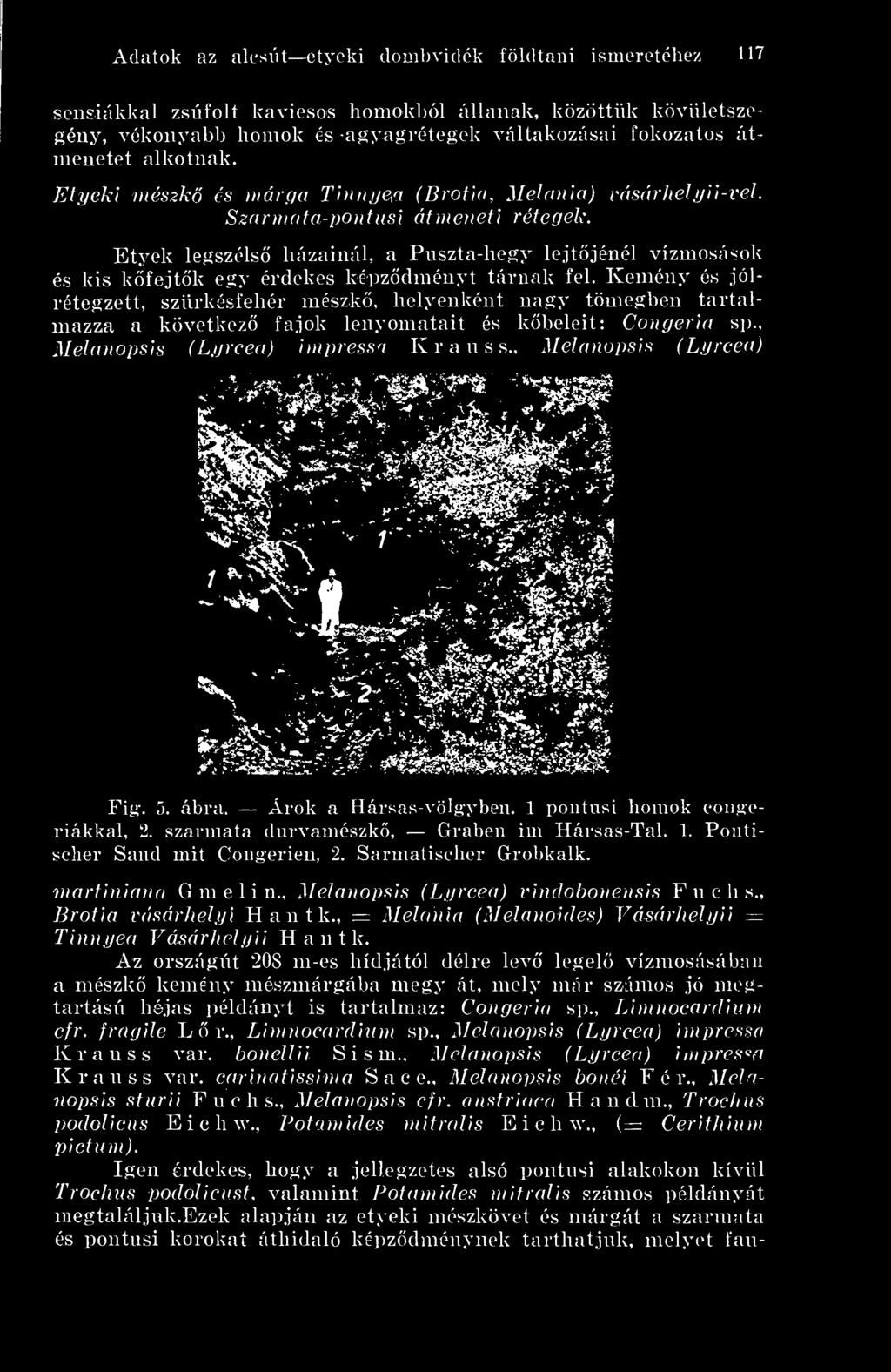 Sarmatischer Grobkalk. martiniana G m e 1 i n., Melanopsis (Lyrcea) vinclobonensis F u c h s., lirotia vásárhelyi H a n t k., = Melánia (Melanoides) Vásárhelyii Tinnyea Váséirhely H a n t k.