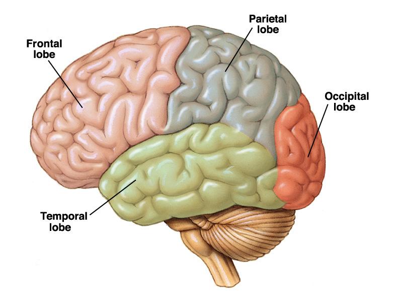 Motoros funkciók primer, szekunder Frontális lebeny Prefrontalis asszociációs cortex AZ AGYKÉREG TERÜLETEI Szenzoros funkciók Parietális lebeny Vizuális funkciók Occipitális lebeny Broca-area
