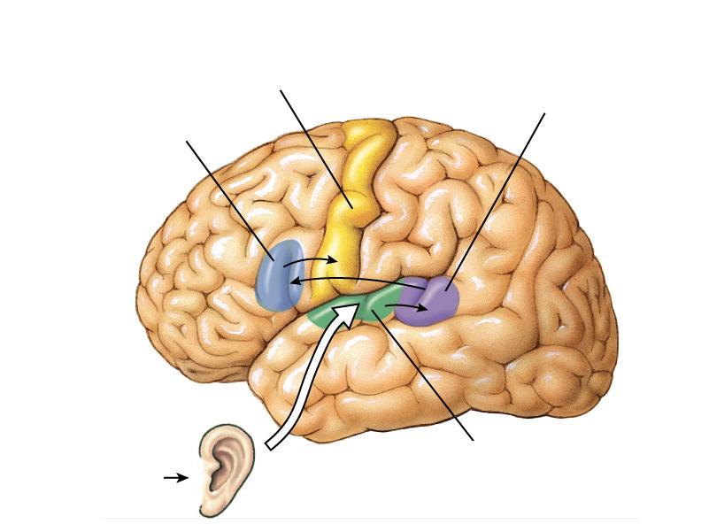 BESZÉD HALLÁS UTÁN Broca-area: beszéd Lézió: motoros aphasia