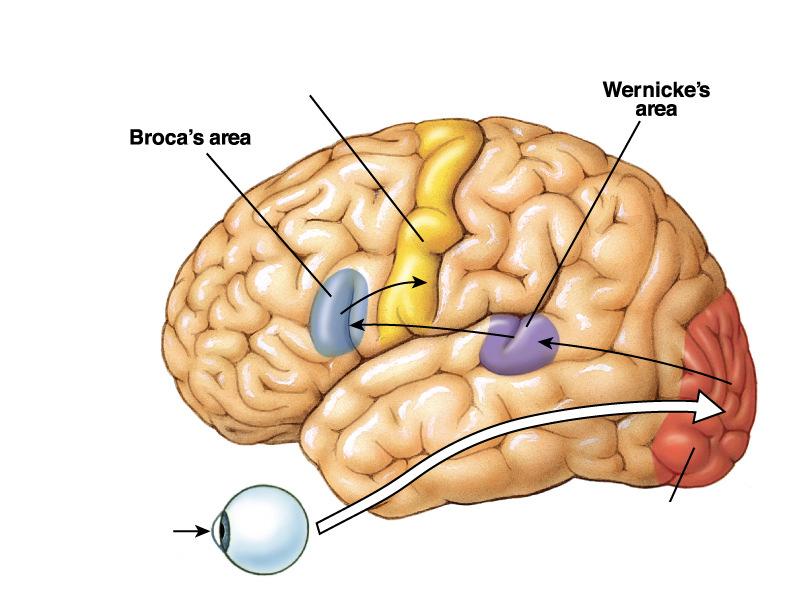 Hallókéreg BESZÉD OLVASOTT SZÖVEG ALAPJÁN Motoros cortex Broca-area