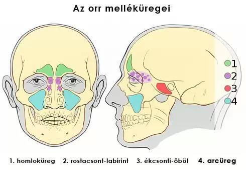 46 9. ábra Az orr, és melléküregei elől és oldalnézetben https://www.google.hu/search?