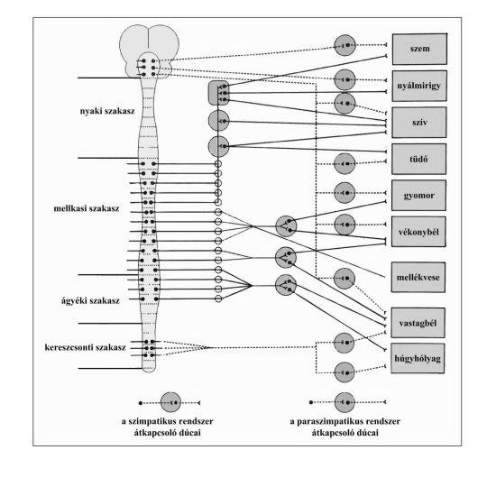 Receptorok Alfa 1 (IP3/DAG ), erek, pupilla, szfinkterek, Alfa 2 (camp ): erek, trombocita, autoreceptor Béta 1 (CAMP ): szív, JGA Béta 2 (CAMP ): vázizom és