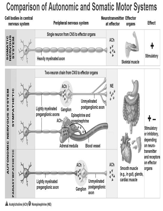 Effektor Válasz Adrenerg Szem m. dilatator pupillae m. sphincter pupillae Receptor típus kontrakció (mydriasis) α - kontrakció (miosis) - m. ciliaris kontrakció (távolra nézés) gl.