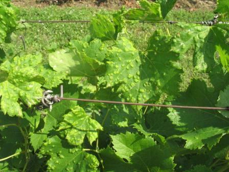 aranyszínű sárgaságot okozó fitoplazma, a Grapevine Flavescence dorée phytoplasmát terjesztő amerikai szőlőkabóca elleni védekezésekkel egymenetben a molyok ellen is védekezhetünk.