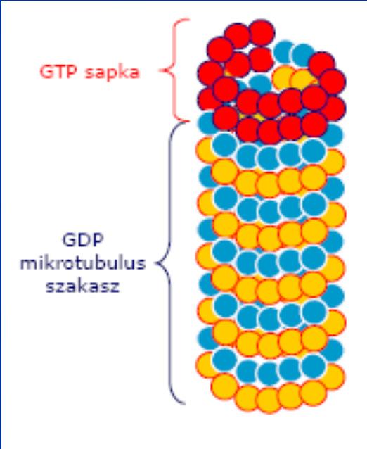 Treadmilling Szabad alegységek többnyire GTP-kötött állapotban az alegység beépülésének és a GTP hidrolízis sebességének a mértékétől függ, hogy a végen milyen nukleotid van (Mitchison és Kirschner):