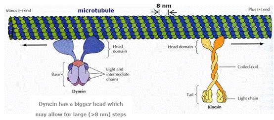 Mikrotubuluskötő fehérjék 1.