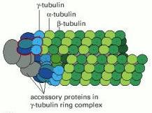 Mikrotubulus organizáló központ (MITOK) Mikrotubulus nukleáció γ-tubulint tartalmaz, számos MAP fehérjével egy gyűrűkomplexet képez, ehhez