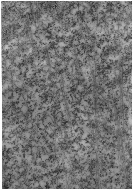 Mikrotubulusok Harris, 1962. első mikroszkópos felvételek Üreges, hengeres, merev cső, ált.