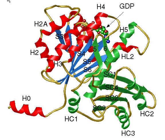 Tubulin Globuláris fehérje, emberben 444-475 aminosav, 50-55kDa Emberben 5 fő típus Mikrotubulusokban