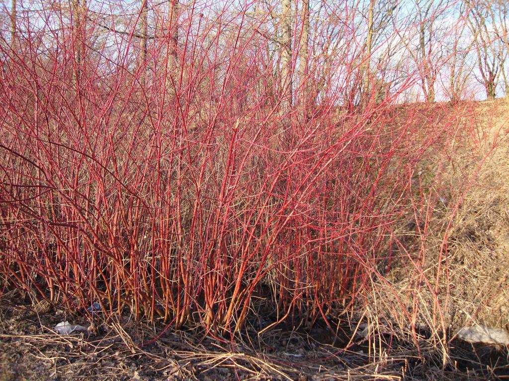 A nyírfa (Betula pendula) fehér kérge szép kontrasztot képez zöld vagy más színű háttérnövényzettel.