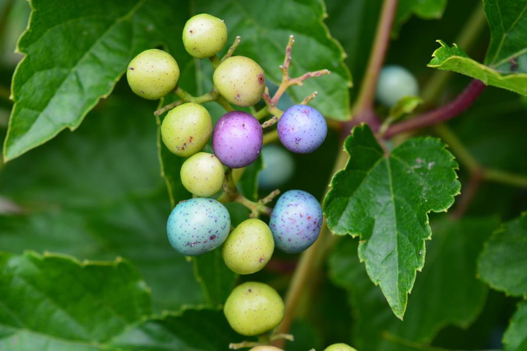 Pergolára futtatható díszítő szőlő A fák közül szép díszei a téli kertnek a berkenyék (Sorbus aucuparia, Sorbus intermedia, Sorbus Burka ) és azok a díszalmák, amelyek megtartják télen az