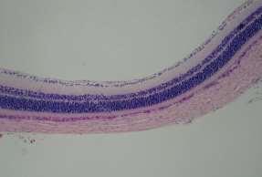 Komponens