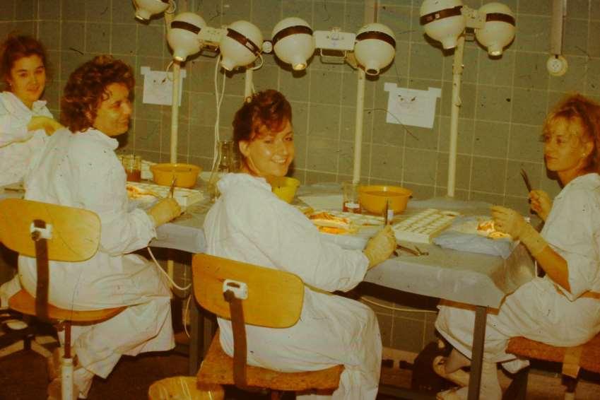 A TERVEZETT BONCOLÁS LÉPÉSEI Éheztetés / anyagcsere ketrec / vizelet gyűjtés