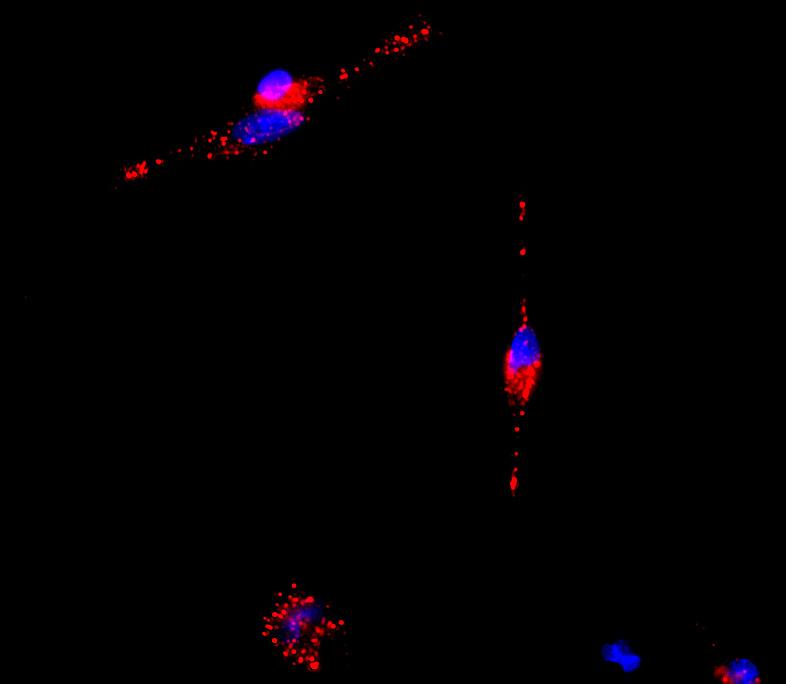 a possible GABA A -R internalization. A B Figure 6: Expression of the GABA A -R on peritoneal rat macrophages when fluorescent immunocytochemistry was performed on ice (A) or at room temperature (B).