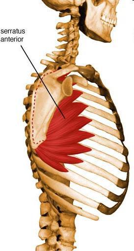 Elülső fűrészizom M. serratus anterior Széles, lapos izom a mellkas oldalán Ered: 1-9.