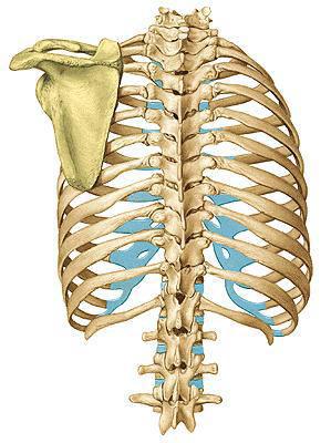 Szorosan egymás mellett és egymáson fekszenek a csigolyák tövisnyúlványai és a bordaszögletek által képzett széles vályúban Végigvonulnak a gerinc nyaki, háti, ágyéki és