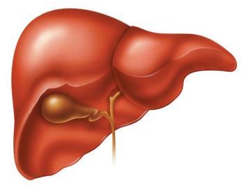 Islet β-cell Megnövekedett lipolízis Fokozott