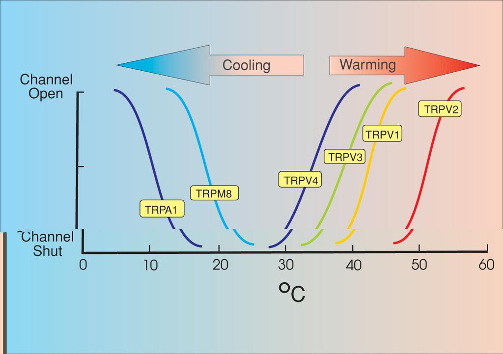 Perifériás Termoreceptorok primer szenzoros neuronok perifériás szabad idegvégződései a bőrben Hideg (Aδ rostok) >> meleg receptorok (C- rostok) Az idegvégződések többféle hőmérséklet-érzékeny