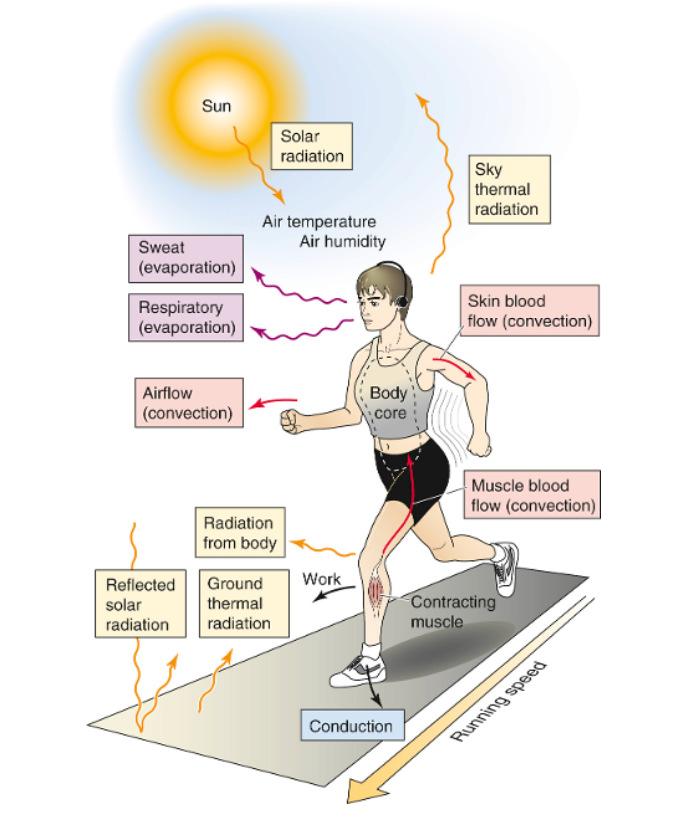 Az állandó testhőmérséklet feltétele a hőegyensúly Hőtárolás = 0 Metabolikus hőtermelés Sugárzás* Vezetés* Áramlás* Sugárzás* Vezetés* Áramlás* Párolgás Hőnyereség Hővesztés *Ezek a mechanizmusok