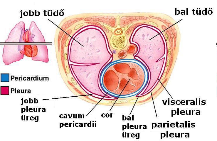 Szív elhelyezkedése: