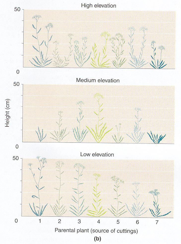 (Achillea millefolium)