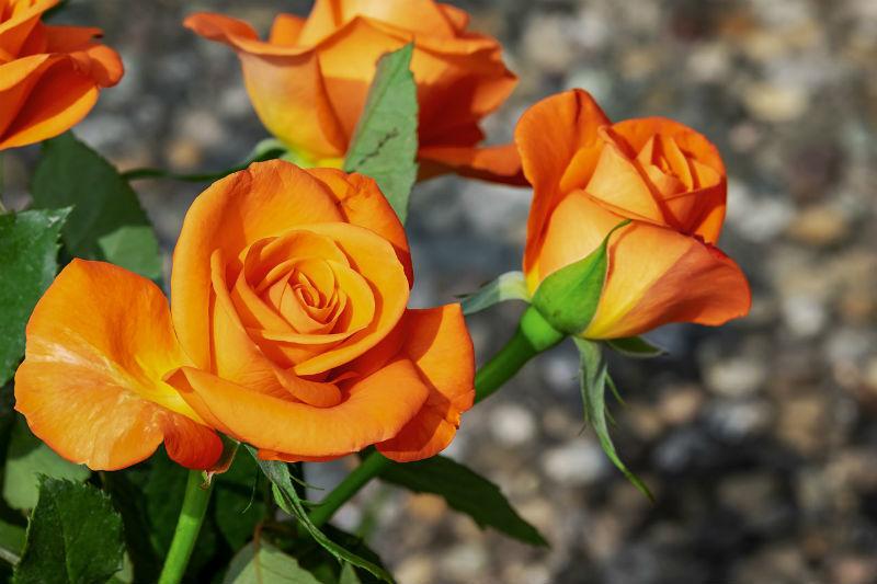 Bár a rózsaolaj nem szerepel az antidepresszánsok listáján, de a virágzó rózsák mellett sétálva nehéz ellenállni a kísértésnek, hogy ne szagoljuk meg őket.