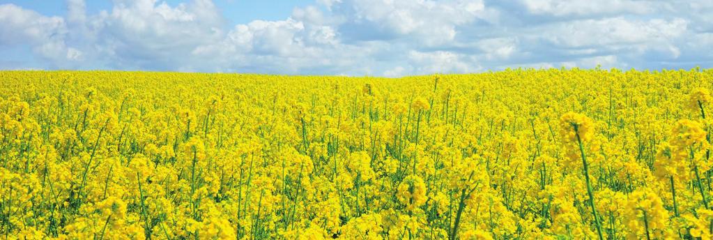www.plantaco.hu. PlantaBór Plusz A bőséges termésért A PlantaBór Plusz (EK-lombtrágya) a bór- és molibdénigényes kultúrák jobb terméskötődésének záloga.