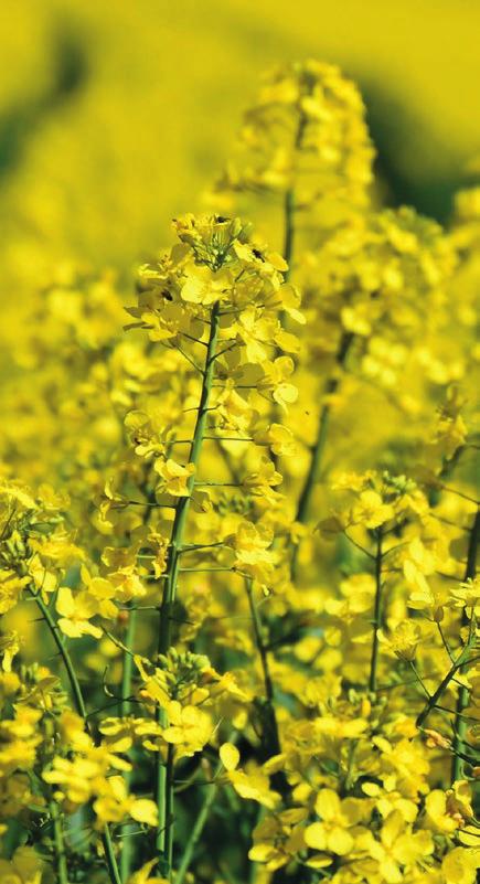 REPCE Standard kezelés Plantaco termékekkel Kisebb termőképességű állományokhoz Miből? Mikor? Mennyit? Miért?