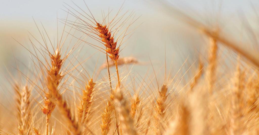 Csávázás technológia Csávázás PlantaMix Plusszal, biogazdaságokban is!