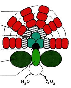 I.2.2. A pikocianobaktériumok pigment-típusai és a fény minőségével való összefüggésük A pikocianobaktériumok fotoszintetikus pigmentjei a tilakoid membránokban találhatóak, melyek szabadon foglalnak