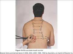 tracheobronchialis _ bronchopulmonalis cricothyroideus thyrohyoideus _ epipharynx hypopharynx