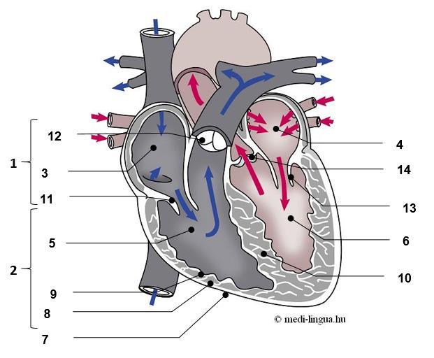 szívkamrák egészségügyi vonatkozásai)