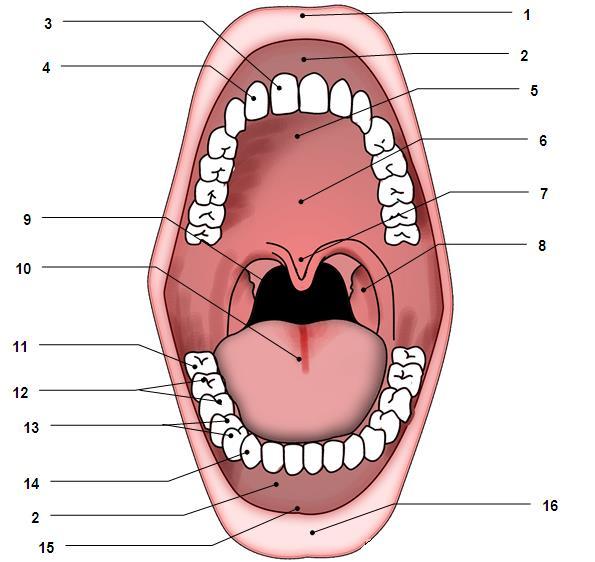 33 III. fejezet Az emésztőkészülék Apparatus digestorius 1. Cavitas oris 1. Adja meg a szájüreg részeinek latin neveit!