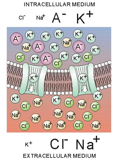Tapasztalat 1: A sejtebrán két oldala között elektroos potenciálkülönbség van Elektrofiziológiai jelenségek és a transzportfolyaatok kapcsolata extracelluláris tér intracelluláris tér sejtebrán idő