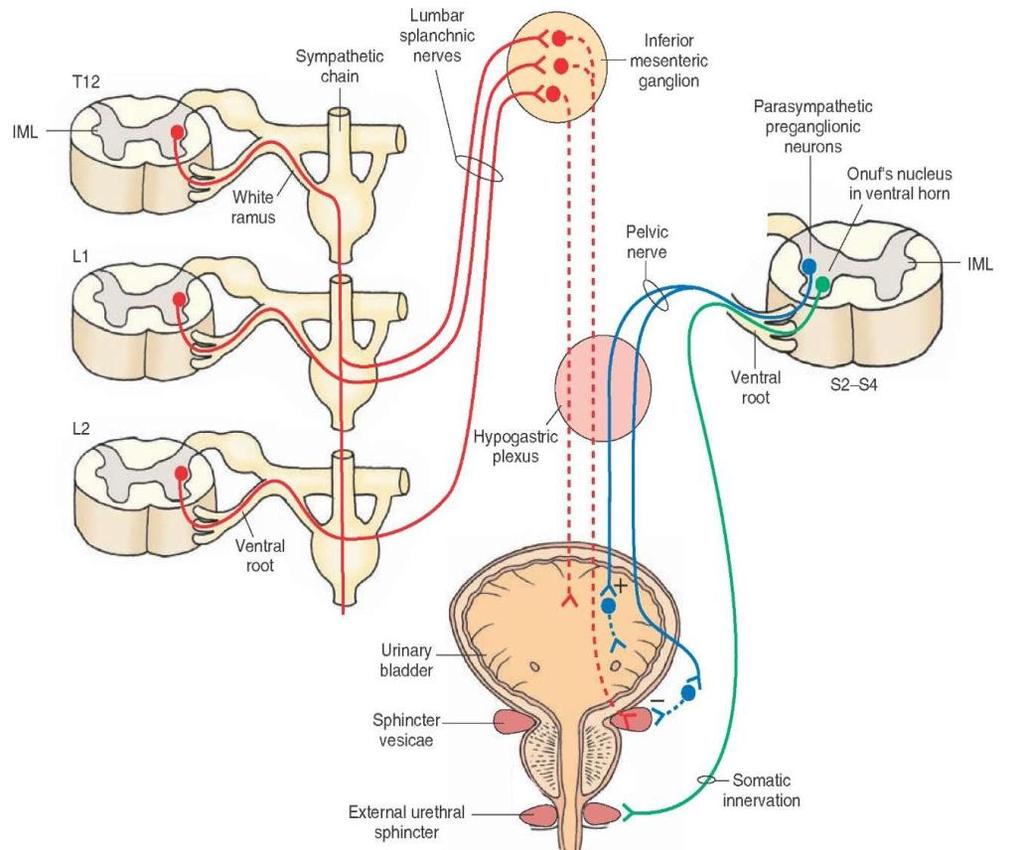 A hugyhólyag paraszimpatikus beidegzése szimpatikus paraszimpatikus truncus sympathicus nn. splanchnici lumbales ggl. mesentericum inferius parasympathicus preganglionaris neuronok r.c. albus nn.