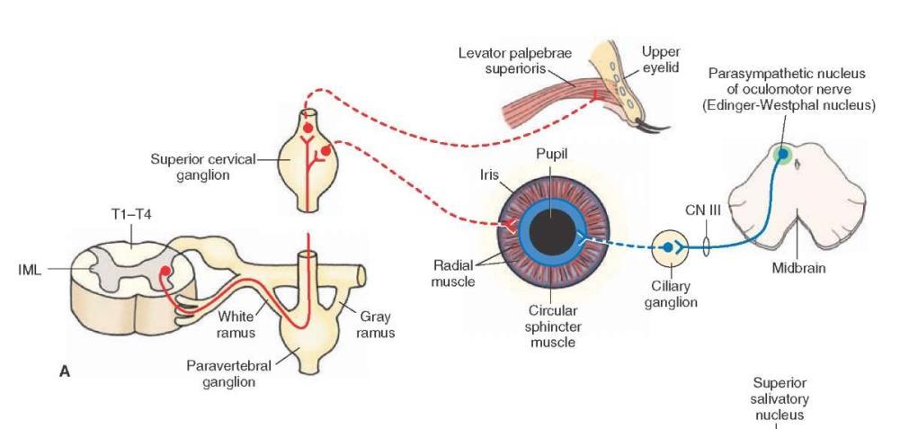 A szem paraszimpatikus beidegzése plexus caroticus internus m. tarsalis Edinger-Westphal nucleus ggl. cervicale superius nn. ciliares breves ramus c. albus r a m u s ramus c. griseus m.