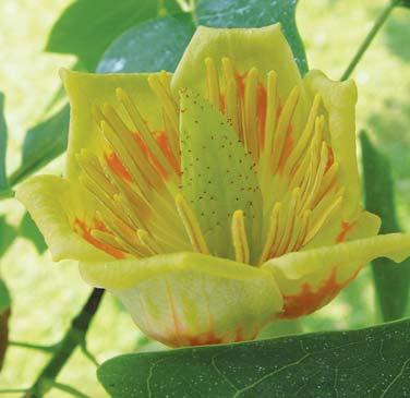 VÁROS // TULIPÁNFA VS. LILIOMFA Egy vagy kettő: tulipánfa vs. liliomfa Érdekes. Ha imádjuk az összeesküvéselméleteket, akkor itt egy nagyon adja magát.
