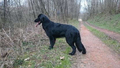 hely Suszter Ferenc PUSZTAI-PANDUR NASPOLYA Hobo vom Schondratal Pusztai Pandur Jázmin T: Pálné Tóth Erika t: Jálics Petra Eredményei:HJCH, PLATTENSEE-WART BRENDA Et Hovi-Raj Anonymus Notus Gina T: