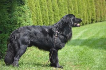 PLATTENSEE-WART APHRODITE Eddi Hovi-Raj- Anonymus Notus Gina T +tul.: Kovács Tamás Eredményei:BH, 4xHPJ, 5xCAC, 2xCACA, 3x r.cacib, 2xCACIB, 5xBOS, 2xBOB, HJCH, SK- JCH, CH.