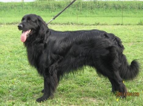 Zerberus vom Fleischereck Külföldi tagunk fedezőkanja: fekete, MET.Hov.2033/H/09, 2008.08.04.