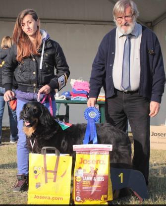 Plattensee-Wart kennel.10.25. 9 kölyök, 7k/2sz, Tenyésztő: Kovács Tamás, 8640, Fonyód Apa: TOTUS TUUS HOVKI LUSI (PL) rajzos, HD-A,ED-A, ZTP, Anya: PLATTENSEE-WART APHRODITE szőke, MET.Hov.
